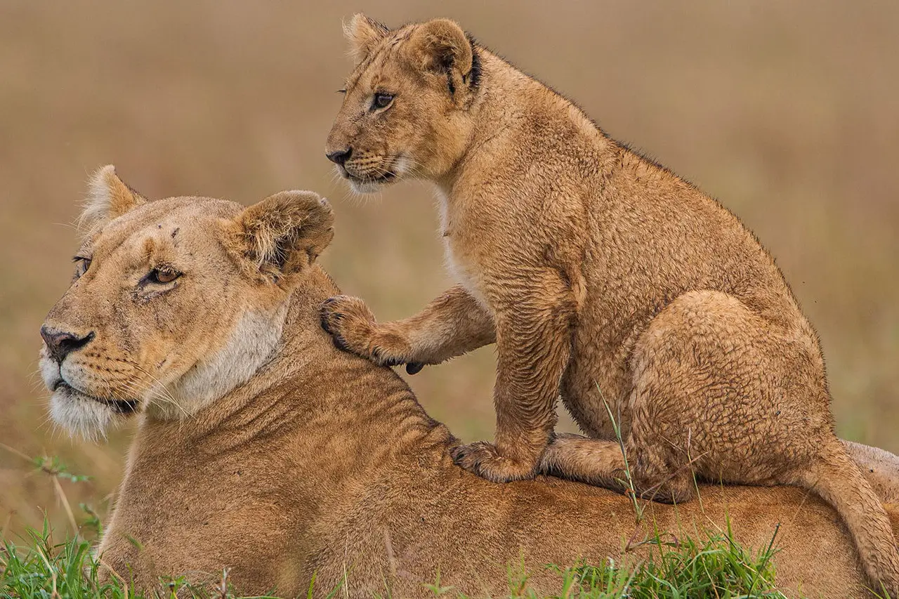 Maasai Mara
