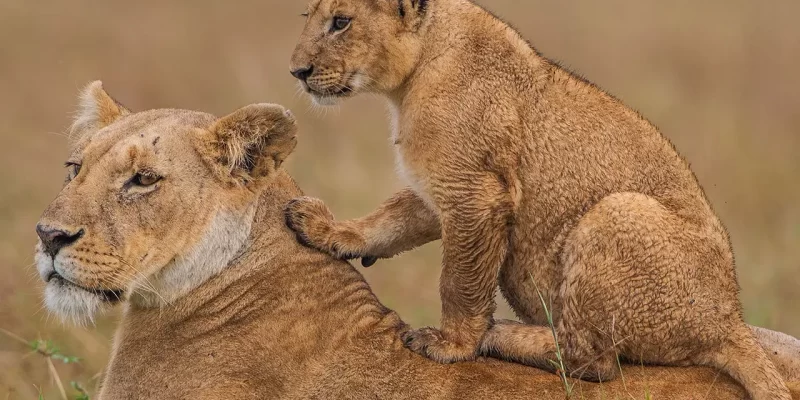 Masai-Mara-Game-Reserve