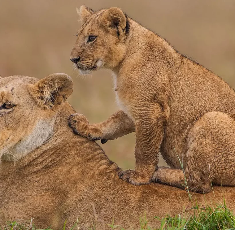 Masai-Mara-Game-Reserve