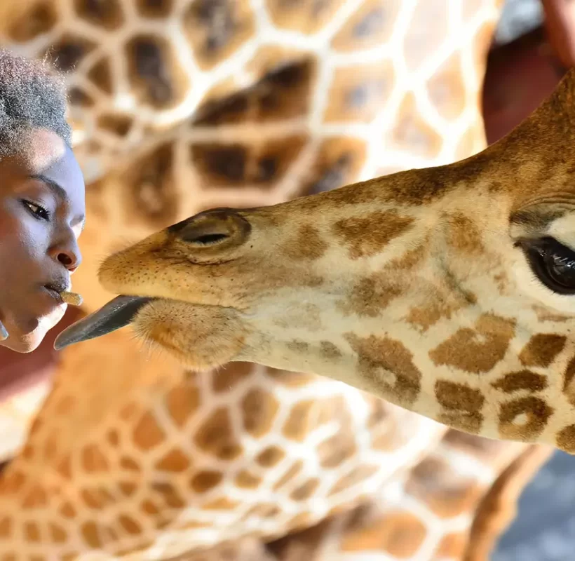 explore-the-giraffe-centre-with-safari-to-kenya